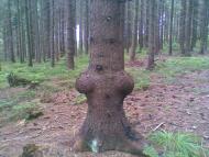 Жупанська осінь