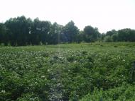 Краєвиди та життя Нової Басані