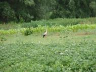 Краєвиди та життя Нової Басані