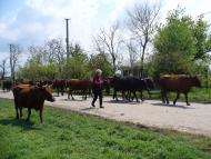 Родное село