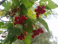 Краєвиди та життя Нової Басані