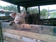 село Великие Хутора