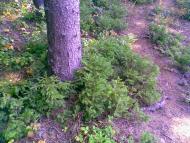 Жупанська осінь