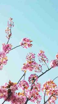 Хоменки-МРІЯ КОЖНОГО