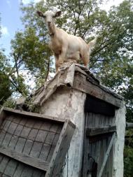 село Софиевка