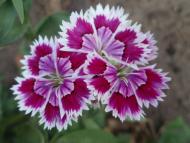 Краєвиди та життя Нової Басані