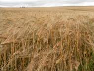 Качківка-подоляночка