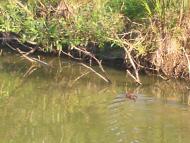 Фауна Прилуччини