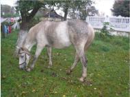 Сновидовичі