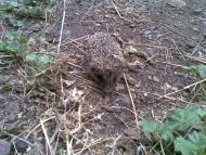 село Великие Хутора