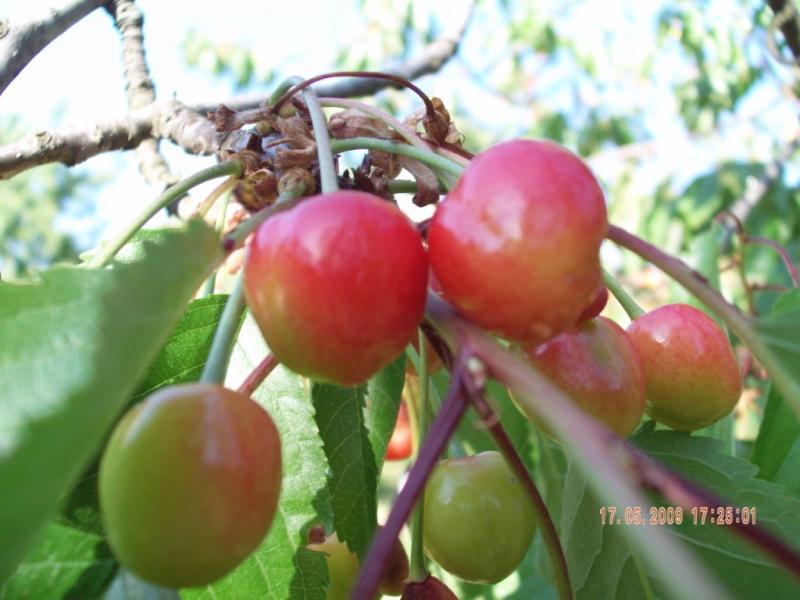 Завидово - Завидово