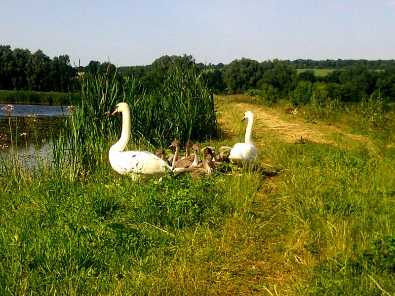 Night Alex - Гопчиця