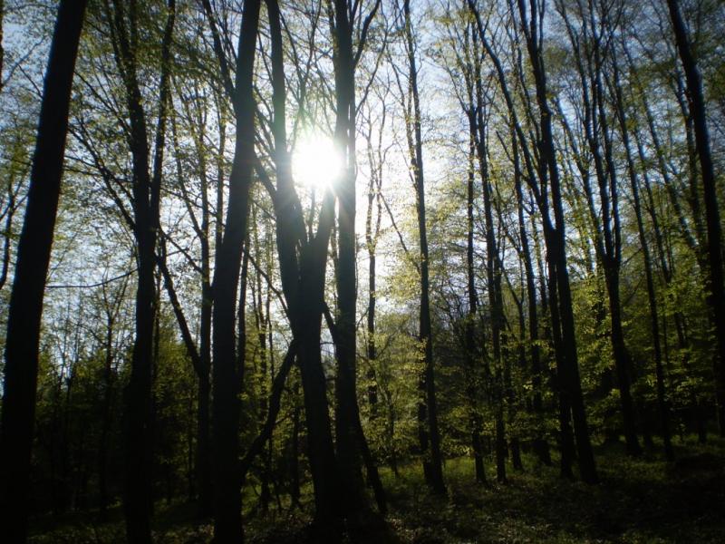 Березинка. Дендрарій. - Березинка