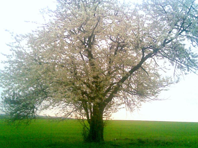 Димка - Дымка