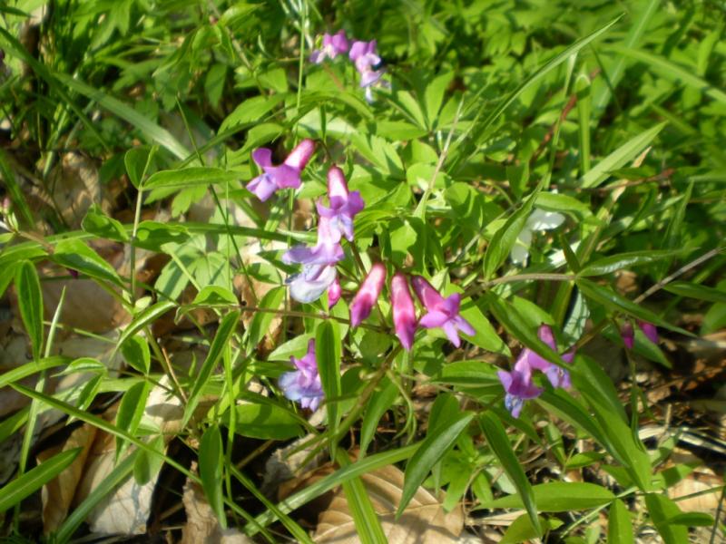 Березинка. Дендрарій. - Березинка