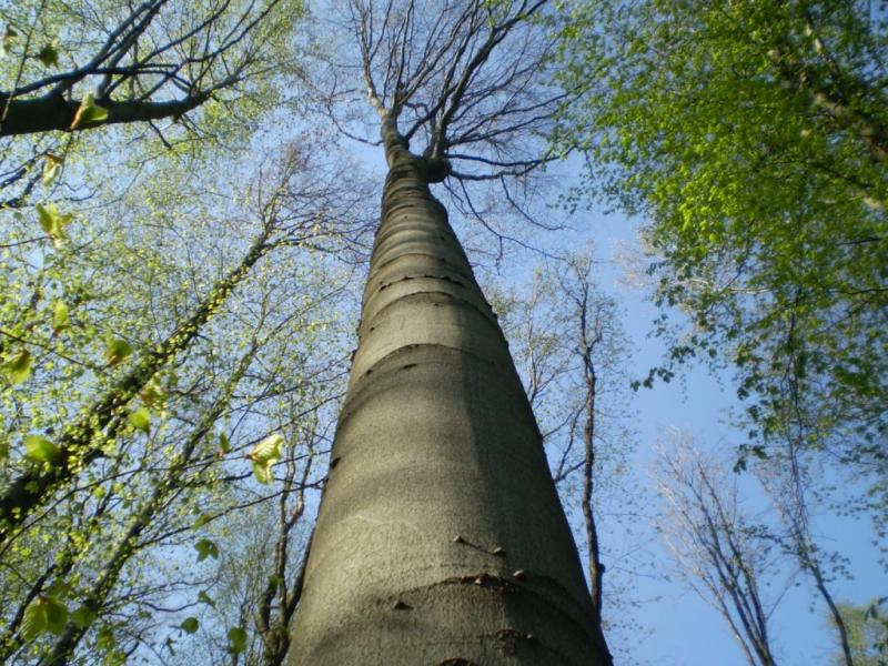 Березинка. Дендрарій. - Березинка