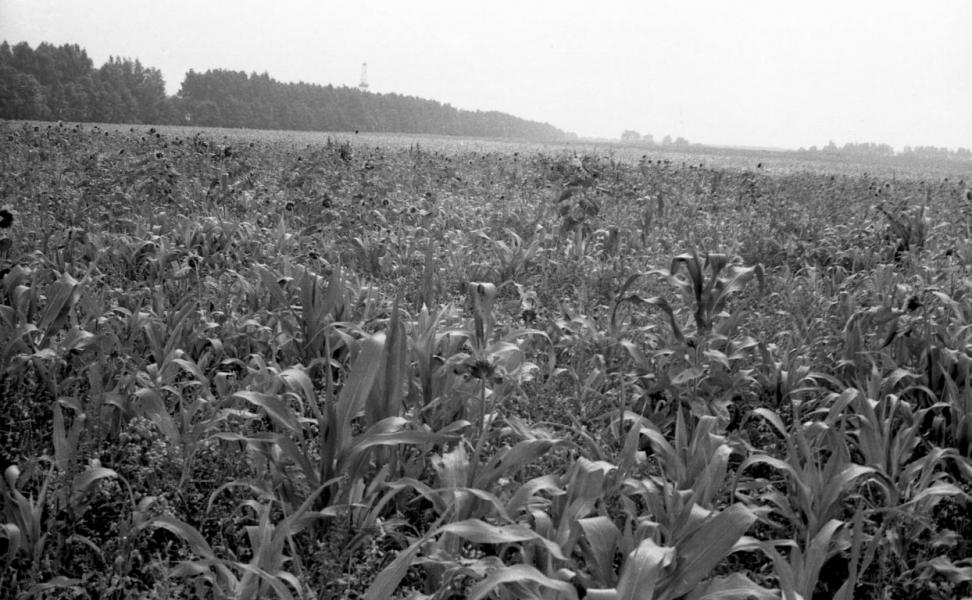 Село і околиці - Новоселівка