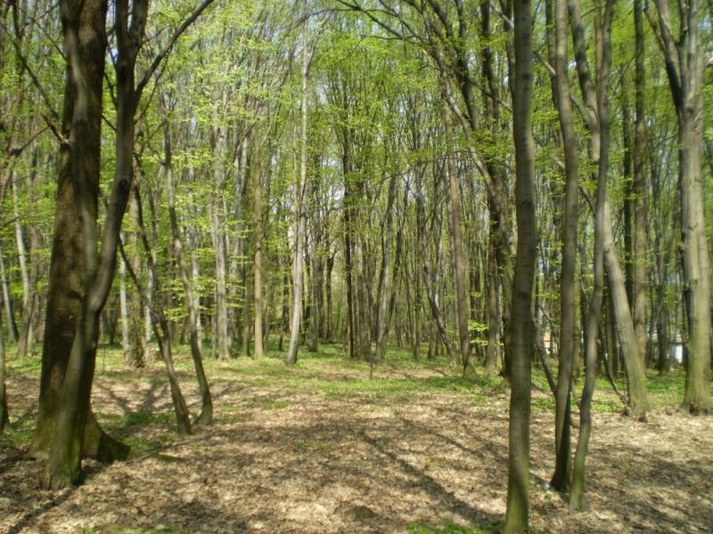 Березинка. Дендрарій. - Березинка