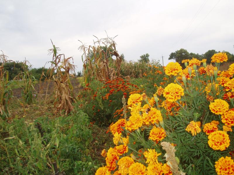 Моє село - Сальне