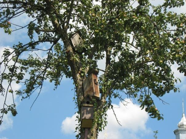 Два храми св. Василія - Корчівці