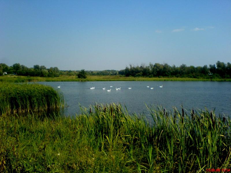 Night Alex - Гопчиця