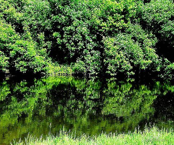 Природа Великої Писарівки - Велика Писарівка