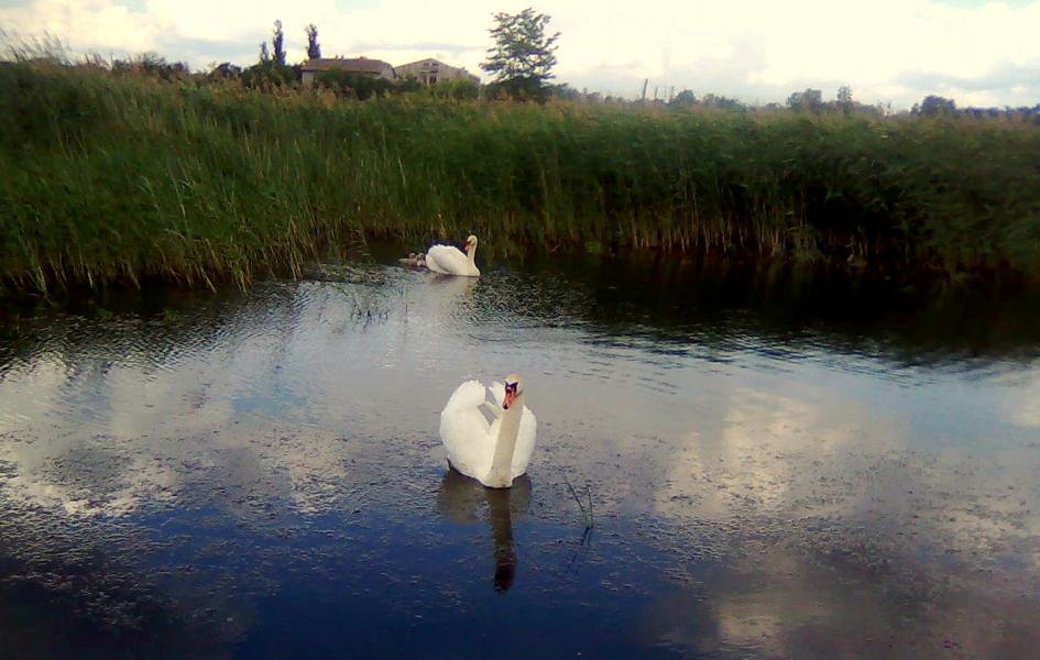 Новоселівка - Новоселівка
