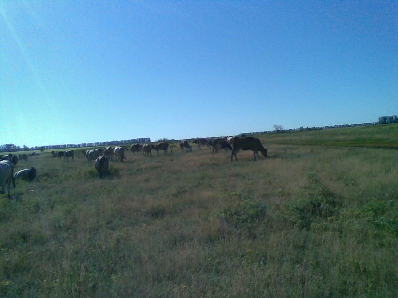 село Великие Хутора - Великі Хутори
