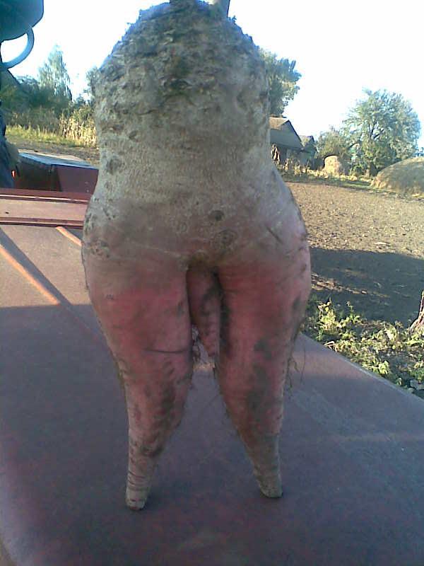 родина - Хильчичі