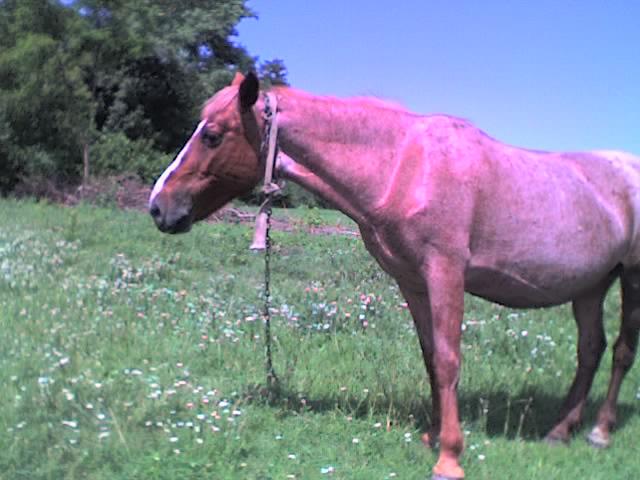животные и растительный мир - Тинівка