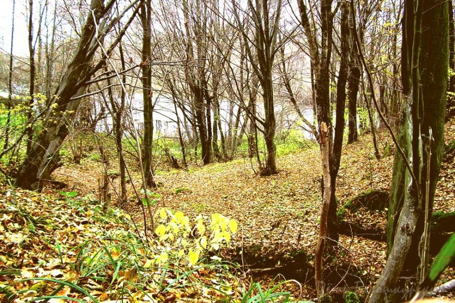 Окрестности Камянки - Кам'янка