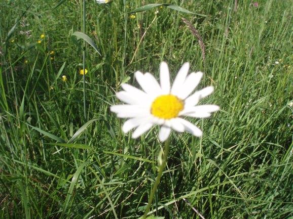 Природа Скобичівки - Скобичевка