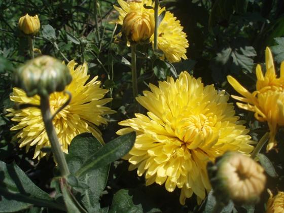 Природа Скобичівки - Скобичевка