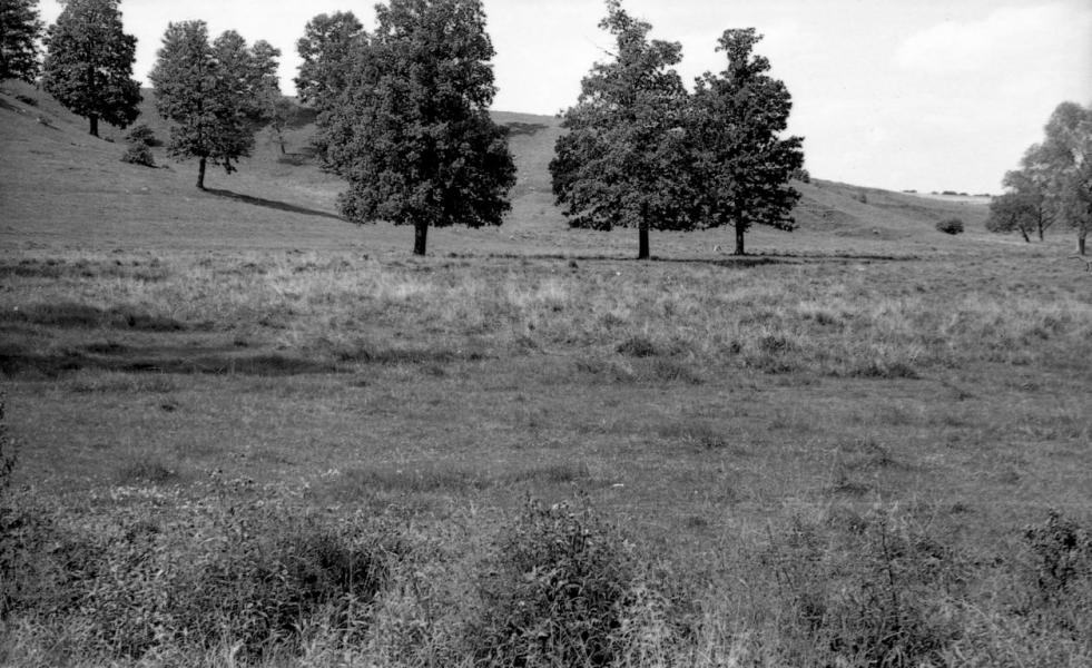 Село і околиці - Новоселівка
