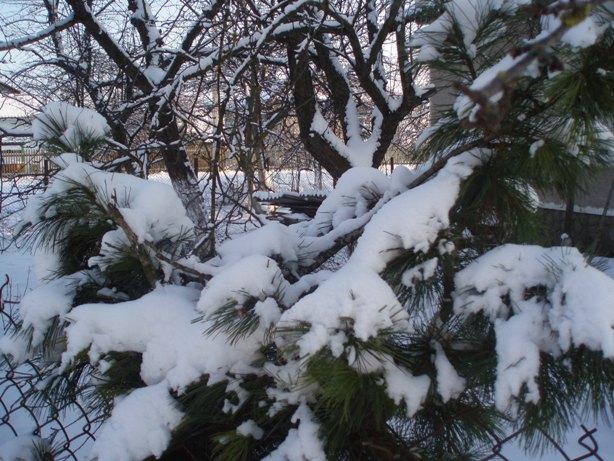 Зимова казка - Скобичевка