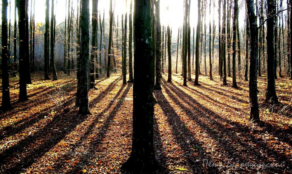 Золотые листопады - Івча