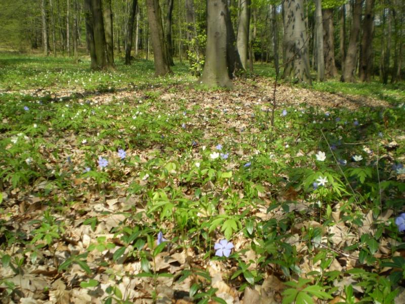 Березинка. Дендрарій. - Березинка