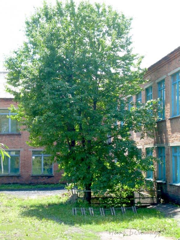 школа - Івча