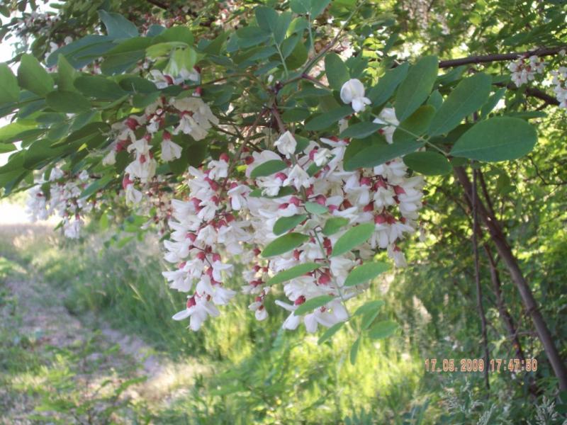 Завидово - Завидово