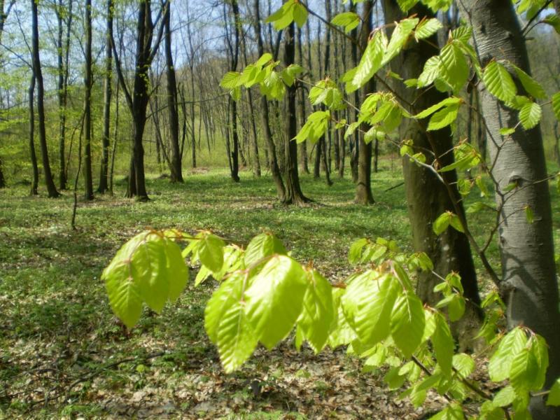 Березинка. Дендрарій. - Березинка