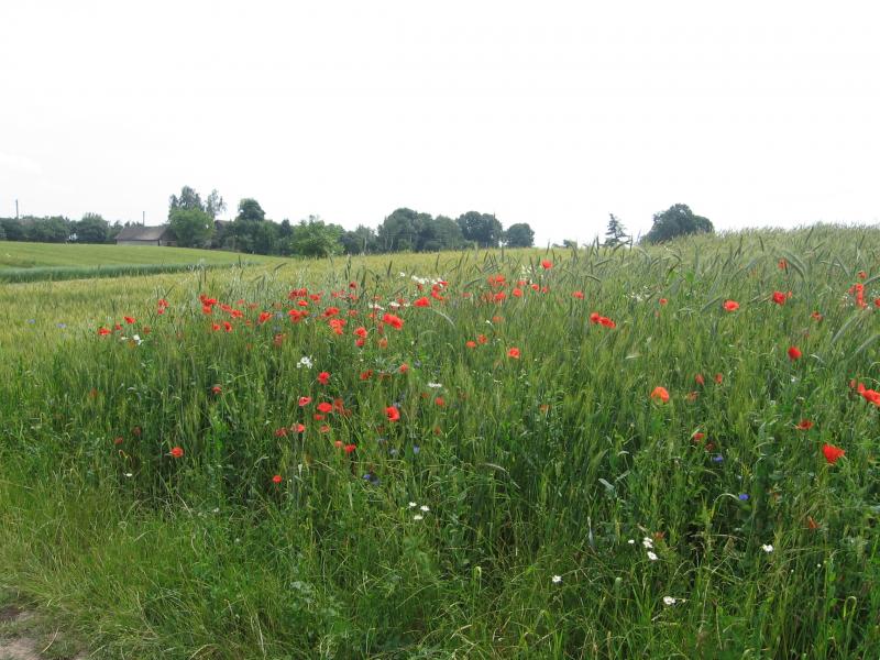 світ навколо нас - Чайчинцы
