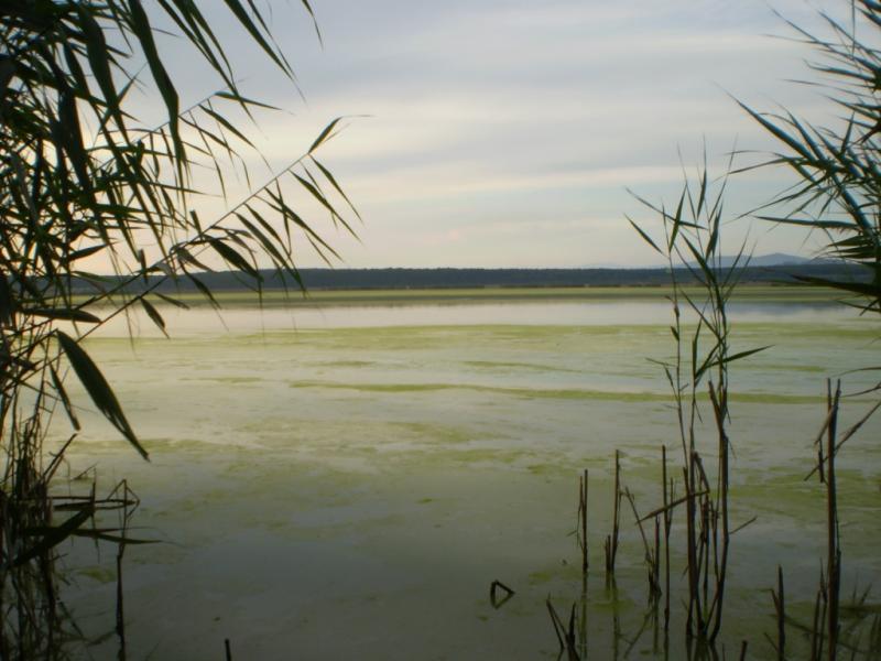 Форнош. - Форнош