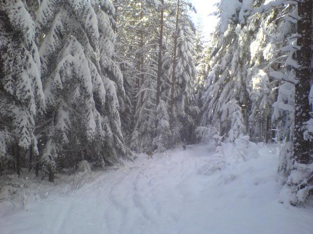 зима - Волошиново