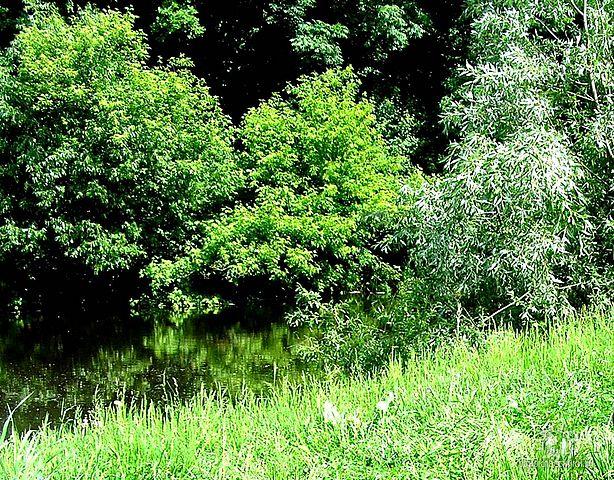 Природа Великої Писарівки - Велика Писарівка