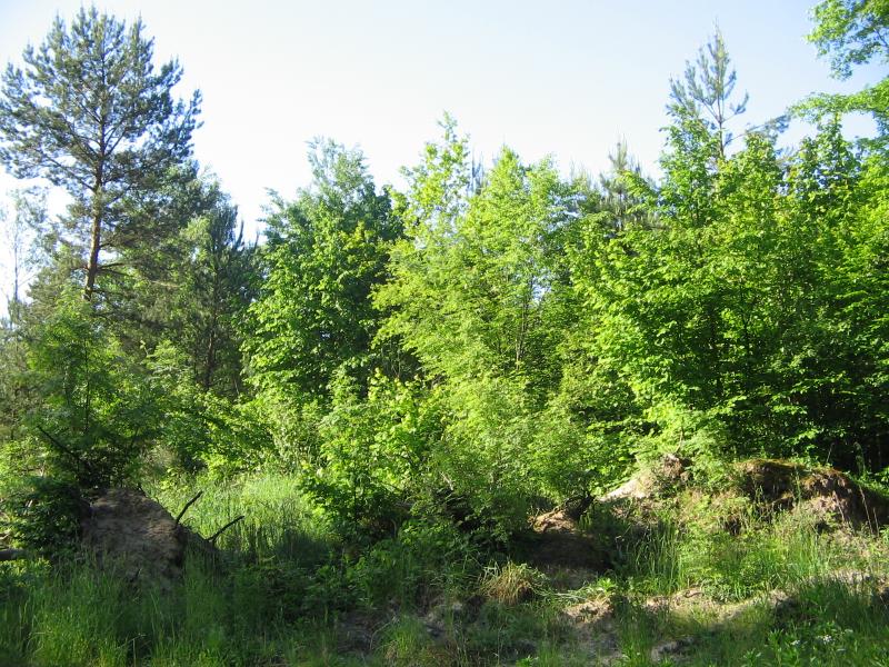 Моє рідне село - Птича