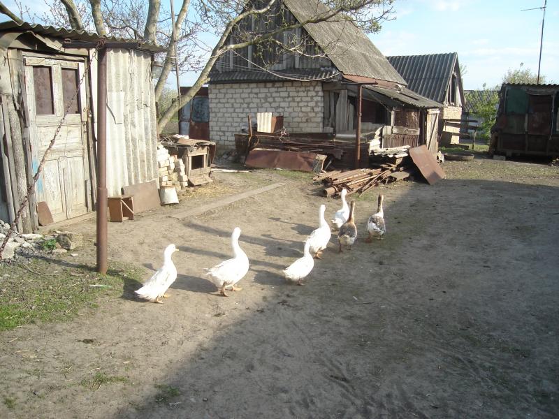 До витоків - Свірневе