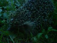 СОЛОНИЦЯ СТОЛИЦЯ