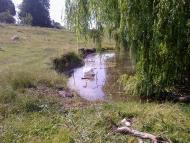 Ступник Сьогодні