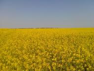 Ступник Сьогодні