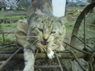 СОЛОНИЦЯ СТОЛИЦЯ